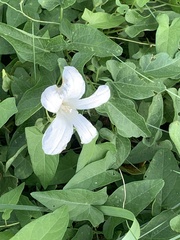 Calystegia silvatica