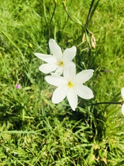 Sparaxis grandiflora