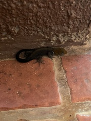 Gonatodes albogularis