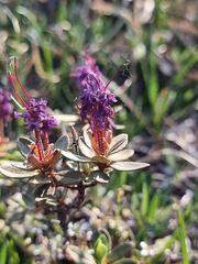 Rhododendron lapponicum