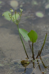Alisma