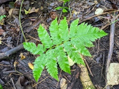 Dryopteris goldieana