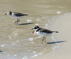 Charadrius semipalmatus