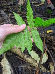 Dryopteris goldieana