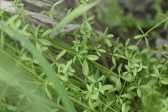 Galium