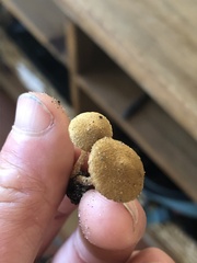 Flammulaster erinaceellus