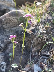 Cardamine purpurea