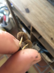 Flammulaster erinaceellus