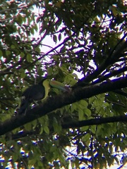 Ramphastos sulfuratus