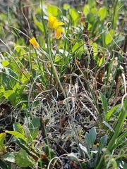 Physaria arctica