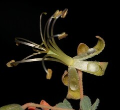 Seetzenia lanata