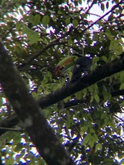 Ramphastos sulfuratus