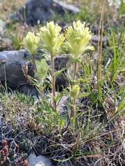Castilleja hyperborea