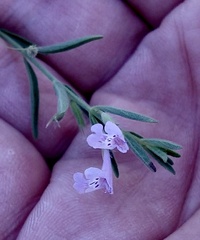 Hedeoma reverchonii
