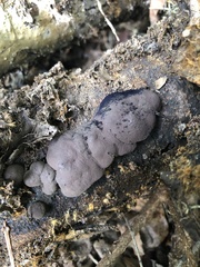 Daldinia childiae