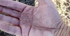 Aristida purpurea
