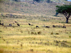 Connochaetes taurinus taurinus