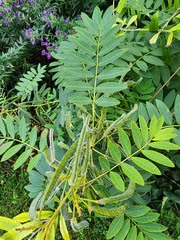 Senna hebecarpa