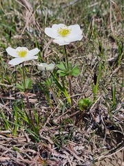 Anemonastrum sibiricum