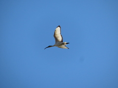 Threskiornis aethiopicus