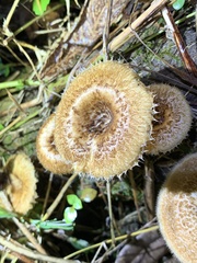 Lentinus crinitus