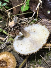 Lentinus crinitus