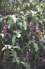 Medinilla magnifica