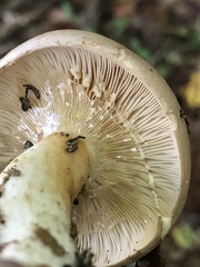 Lactarius argillaceifolius