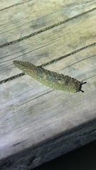 Athoracophorus papillatus