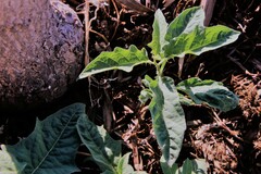 Solanum carolinense