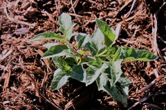 Solanum carolinense