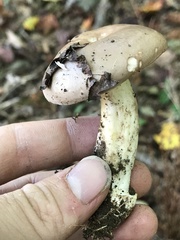 Lactarius argillaceifolius