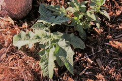 Solanum carolinense