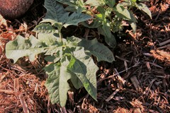 Solanum carolinense