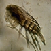 Paracalanidae - Photo (c) WoRMS for SMEBD, algunos derechos reservados (CC BY-NC-SA)