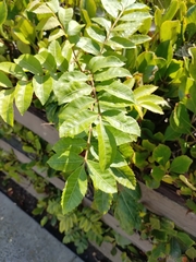 Schinus terebinthifolia