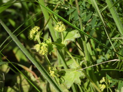 Alchemilla vulgaris