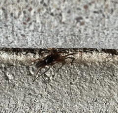 Trachelidae