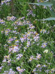 Tripolium pannonicum