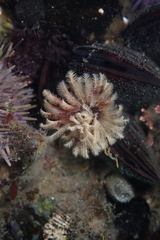 Eudistylia polymorpha