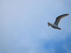 Ichthyaetus melanocephalus