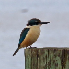 Todiramphus sanctus vagans