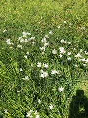 Sparaxis grandiflora