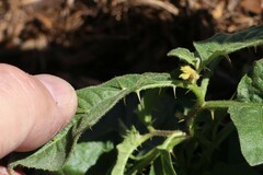 Solanum carolinense