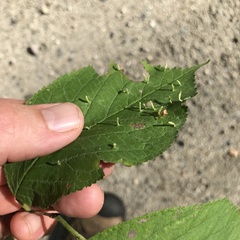 Eriophyes emarginatae