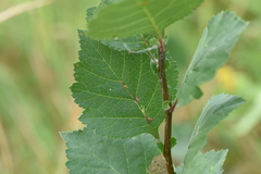 Betula