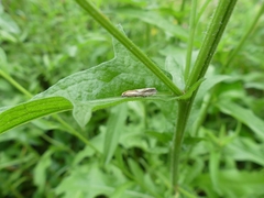 Eucosma cana