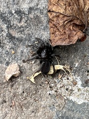 Zelotes