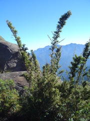 Chusquea microphylla