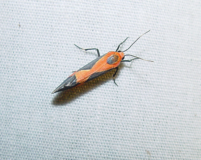 Martin's Lichen Moth